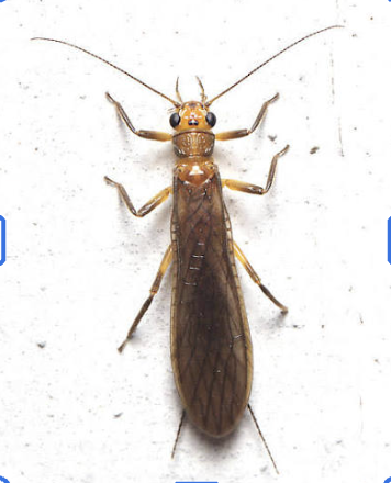 <p>Plecoptera</p>