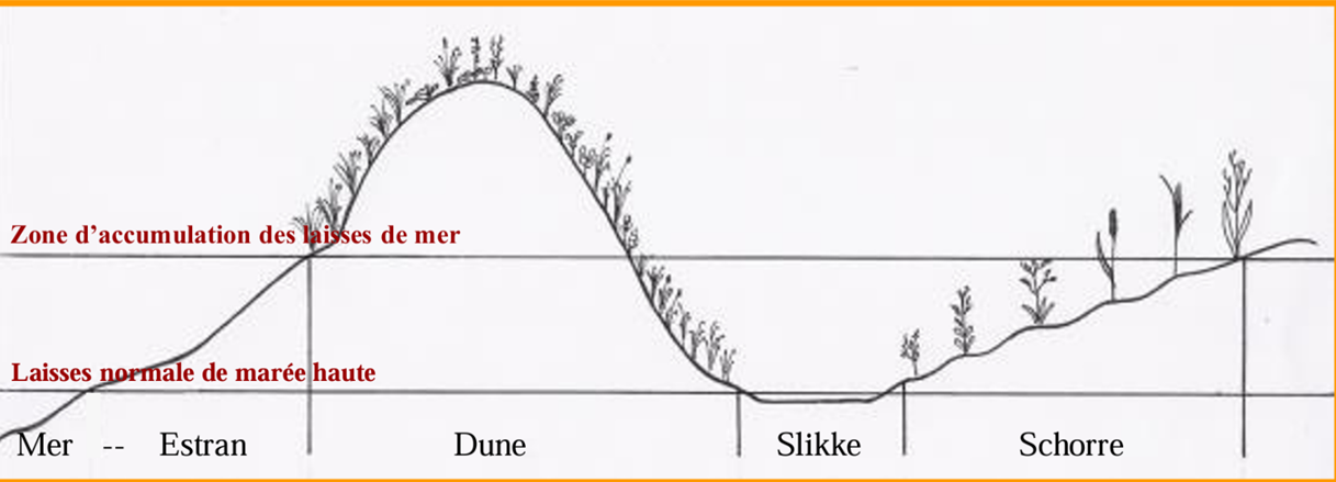 <p>Le transect permet d’obtenir une représentation graphique montrant :</p><ul><li><p>la succession des zones végétales</p></li><li><p>les changements d’espèces le long du gradient</p></li><li><p>les liens entre végétation et facteurs écologiques</p></li></ul><p>Un exemple classique est celui d’un transect côtier :</p><ul><li><p>départ en mer → zone de marée</p></li><li><p>puis dunes → arrière-dunes</p></li><li><p>zones vaseuses (prés salés)</p></li><li><p>remontée vers des zones plus élevées</p></li></ul><p>Chaque zone présente des espèces différentes, adaptées à des conditions spécifiques (salinité, immersion, sol…).</p>