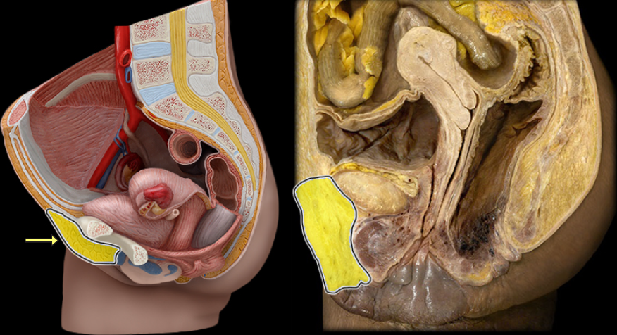 <p>what part of the female pelvis is this</p>