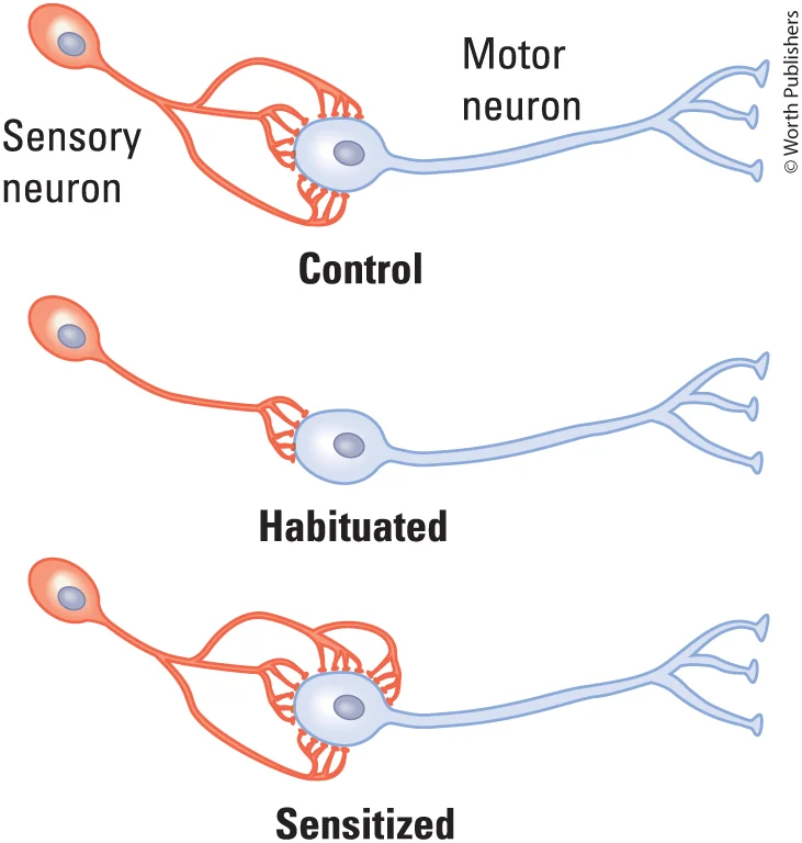 <p>In Aplysia, neuroanatomical changes can occur in sensory and motor neurons involved in gill and siphon withdrawal reflex</p><ul><li><p>During habituation, number of synapses between sensory and motor neuron decrease</p></li></ul><ul><li><p>During sensitization, number of synapses between sensory and motor neuron increase</p></li></ul><p>Structural changes may underlie enduring memories</p>