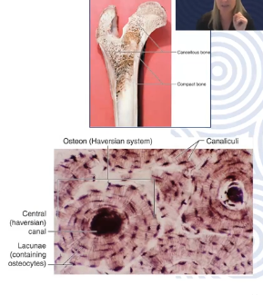 <p>Hardest connective tissue (due to rigid extracellular matrix with collagen in a mineralized ground substance), provides protection for the body, </p>
