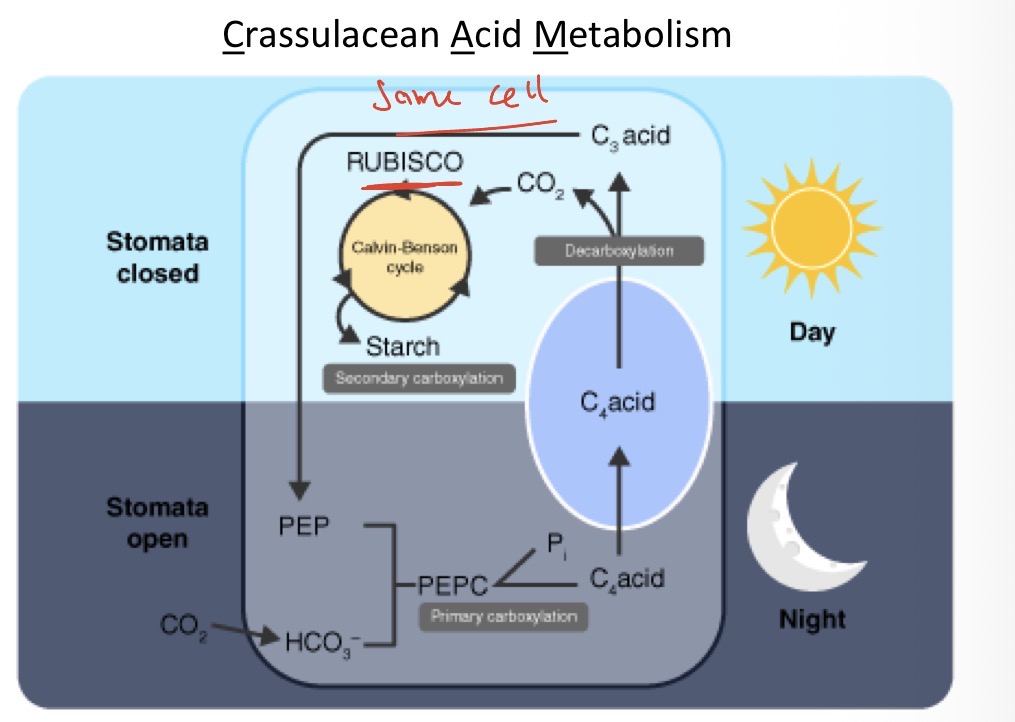 <ul><li><p>cacti </p></li><li><p>Pineapple </p></li></ul><p>Temporal adaptation in CAM plants</p><ul><li><p>during the night</p><ul><li><p>Stomata opens</p></li><li><p>Initial CO2 fixation takes place to form malate - still done by PEP carboxylase </p></li><li><p>Malate is stored </p></li></ul></li><li><p>During the day</p><ul><li><p>Stomata close as its hot and dry </p></li><li><p>CO2 is released from malate </p></li><li><p>Calvin cycle takes place to form</p></li></ul></li></ul><p></p><p>ATP is used but its better than photorespiration </p><p></p>