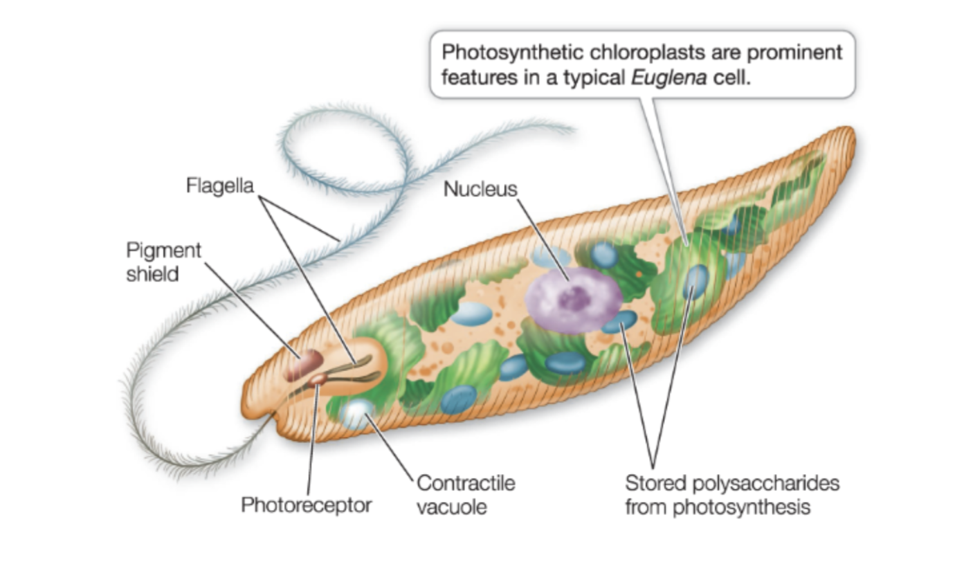 <p>Euglenids</p><ul><li><p>Single celled with flagellum</p></li><li><p>Movement takes energy/ATP: need mitochondria</p></li><li><p>Photosynthetic but can switch to being heterotrophic </p></li></ul><p></p>