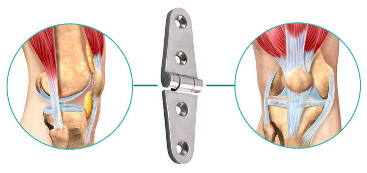 <p>hinge joint</p>