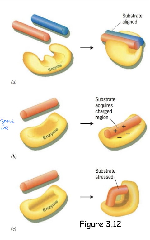 <ul><li><p>Substrates are reactants/what the enzyme acts on; don’t have to just be proteins</p></li><li><p>Substrate binds to enzyme’s active site due to both having complementary shapes (fit together) = enzyme-substrate complex</p><ul><li><p>held together by noncovalent bonds → weak bond so easier to release substrate, but sometimes can temporarily form covalent bond</p></li><li><p>some enzymes require cofactors to function (i.e. metal ions)</p></li></ul></li><li><p>Enzyme mechanisms</p><ul><li><p>a) Aligning substrates to bring them close together and position them correctly</p></li><li><p>b) Changing substrate reactivity by making it more likely to react</p></li><li><p>c) Inducing strain: enzyme binds substrate and slightly distorts/bends it so that it’s easier to break its bonds or form new bonds = more reactive</p><ul><li><p>Induced fit: conformation shifts so that the complementary fir between the enzyme & reactants is improved & proper reactive groups of the enzyme move into place</p></li></ul></li></ul></li></ul><p></p>