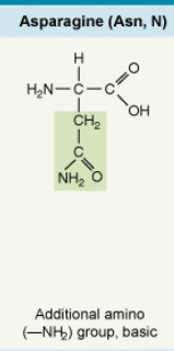 <p>Additional amino (–NH₂) group, basic</p>