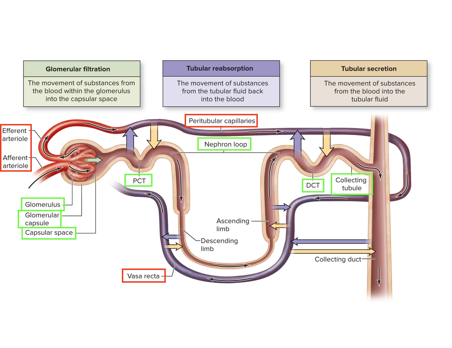 <ol><li><p>filtration - movement of substances out of the blood into capsule</p></li><li><p>reabsorption - movement of subtances from tubular fluid back into blood</p></li><li><p>secretion - movement of substances from blood to tubular fluid</p></li></ol><p></p>