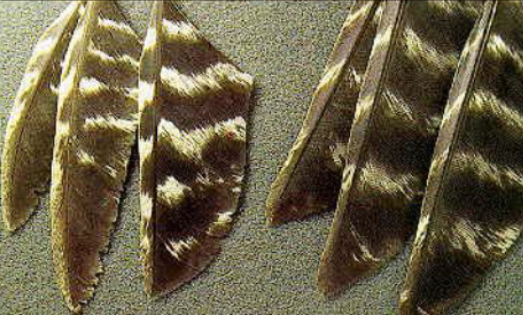 <p>9th and/or 10th primary wing: Adults have light colored banding that ends at the tip of the feather, and is smooth and more rounded. Juveniles have light colored banding that does not end at the tip of the feather (about midway) and has frayed ends. Tail Fan: Adults have an even length fan all the way around, while Juveniles have a 2” difference (less) and their tail feathers vary.</p>