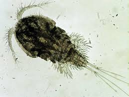 <p>“Barnacles, ostracods, copepods”</p><ul><li><p>reduced abdomen</p></li><li><p>lack appendages</p></li></ul><p></p>