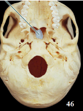 <p>Name This Bone</p>