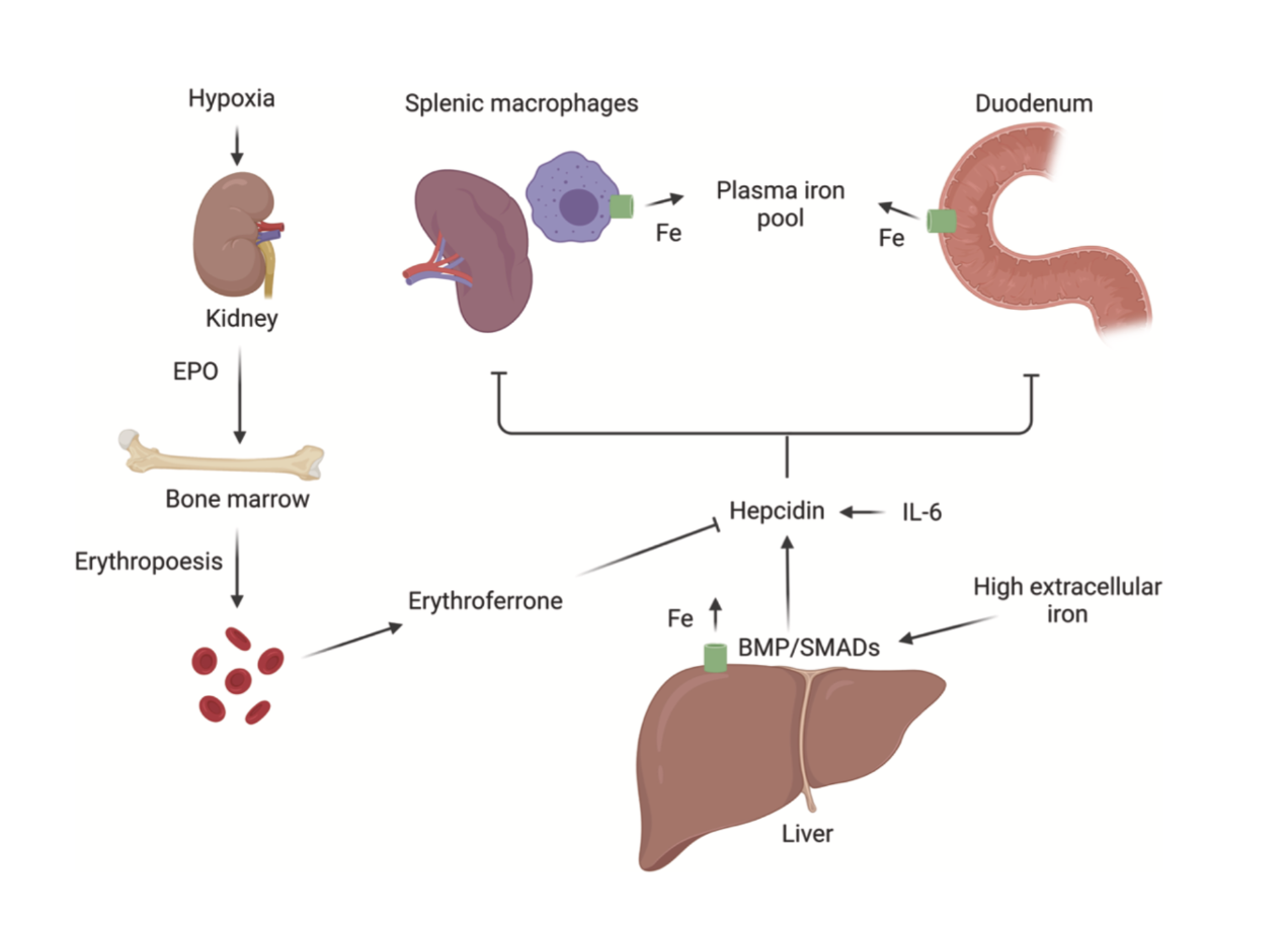 <p>Hepcidin Regulation Diagram</p>