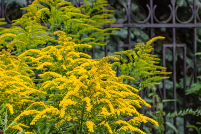 <p>Rough-stemmed golden rod</p>