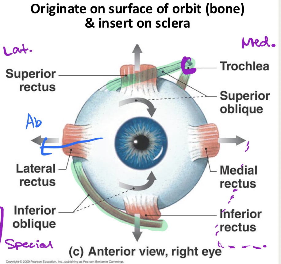 <ul><li><p>Attach to the fibrous tunic </p></li><li><p>Originate on surface of orbit (bone) &amp; insert on sclera</p></li><li><p>6 muscles: </p><ul><li><p><strong>Superior <u>rectus</u> muscle</strong></p><ul><li><p>A: Elevation of eyeball </p></li><li><p><span style="color: rgb(251, 19, 19);">I: Oculomotor nerve (CN lll)</span></p></li></ul></li><li><p><strong>Inferior <u>rectus</u> muscle</strong></p><ul><li><p>A: Depression of eyeball </p></li><li><p><span style="color: rgb(245, 24, 24);">I: Oculomotor nerve (CN lll)</span></p></li></ul></li><li><p><strong>Medial <u>rectus</u> muscle</strong></p><ul><li><p>A: Adduction of eyeball </p></li><li><p><span style="color: rgb(239, 19, 19);">I: Oculomotor nerve (CN lll)</span></p></li></ul></li><li><p><strong>Lateral <u>rectus</u> muscle </strong></p><ul><li><p>A: Abduction of eyeball </p></li><li><p><span style="color: rgb(35, 36, 250);">I: Abducens nerve (CN Vl)</span></p></li></ul></li><li><p><strong>Superior <u>oblique</u> muscle</strong></p><ul><li><p>A: Depression &amp; abduction of eyeball </p></li><li><p><span style="color: rgb(158, 41, 253);">I: Trochlear nerve (CN lV)</span></p></li></ul></li><li><p><strong>Inferior <u>oblique</u> muscle</strong></p><ul><li><p>A: Elevation &amp; abduction of eyeball</p></li><li><p><span style="color: rgb(237, 25, 25);">I: Oculomotor nerve (CN lll)</span></p></li></ul></li></ul></li></ul><p></p>
