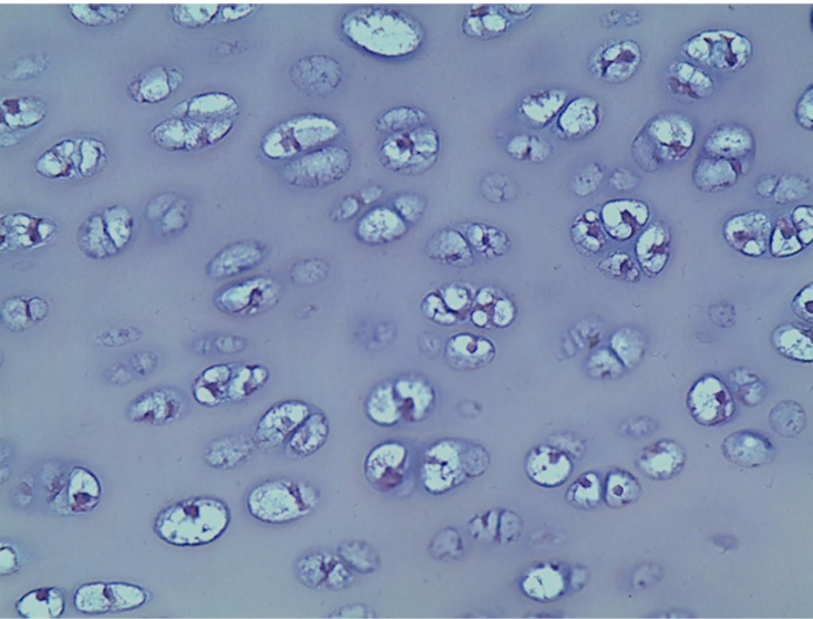 <p>what tissue is this? </p>