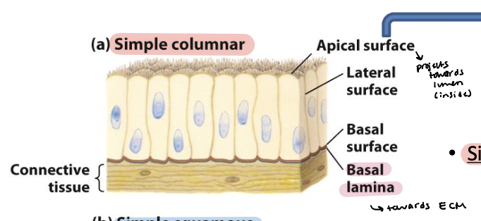 <ul><li><p><span>Elongated cells – including mucus-secreting cells (lining of</span></p><p><span>the stomach and cervical tract) and absorptive cells (lining</span></p><p><span>of the small intestine)</span></p></li><li><p><span>Microvilli – on apical surface</span></p></li></ul><p></p>
