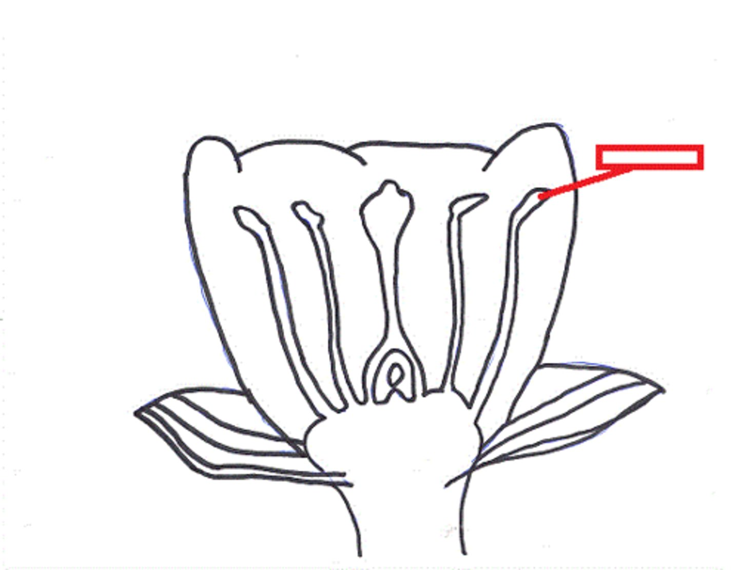 <p>Male part of the flower where sperm (pollen) are produced by meiosis </p>