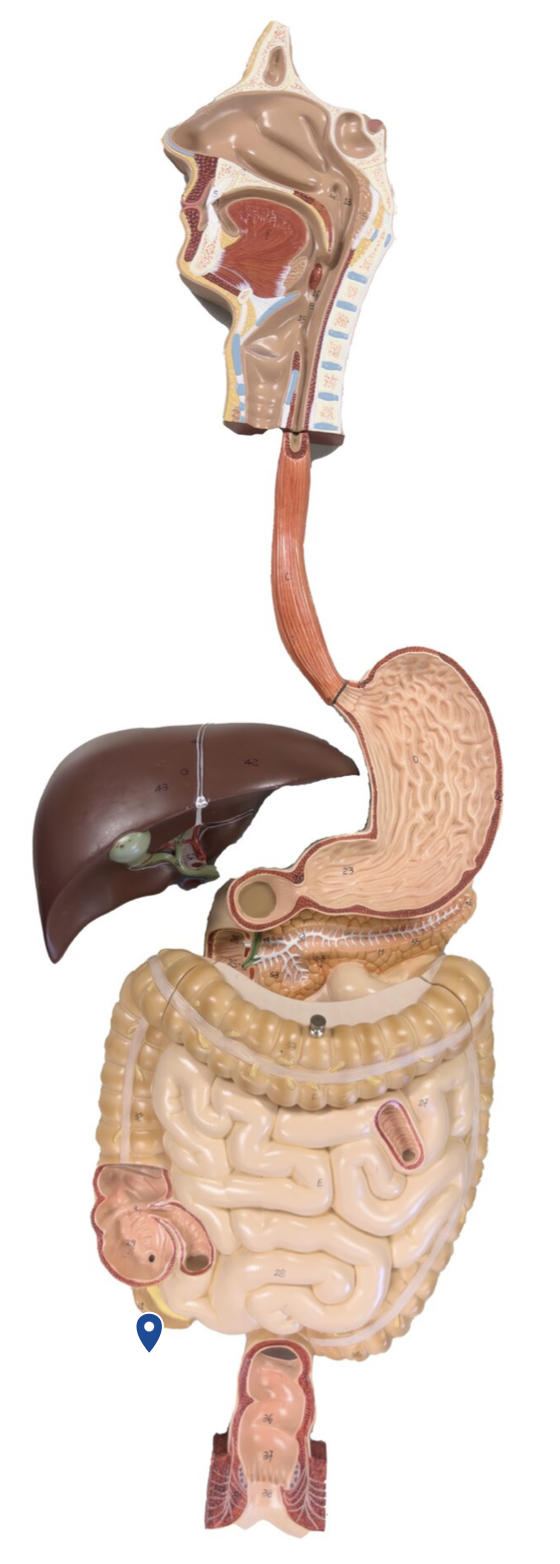 <p>Name this organ.</p>