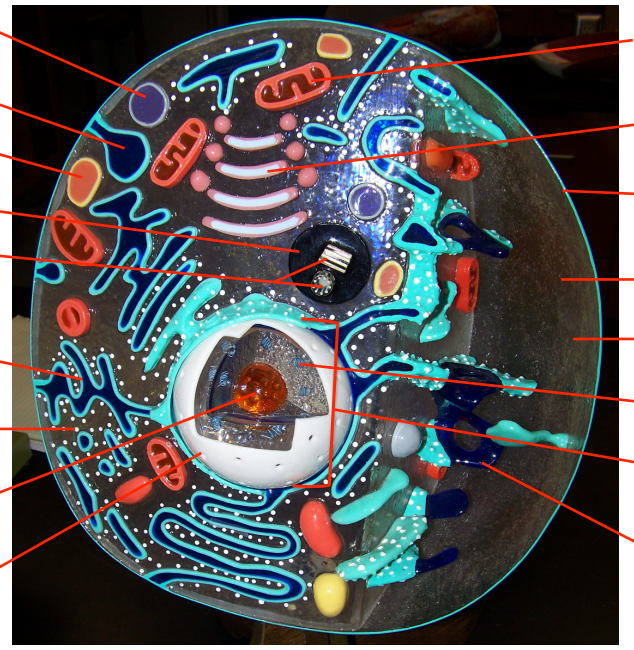<p>name cell structures</p>
