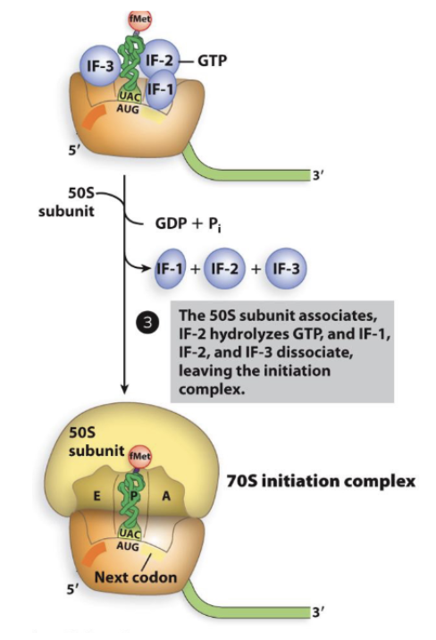 <p>Translation Initiation in Bacteria: step 3</p>