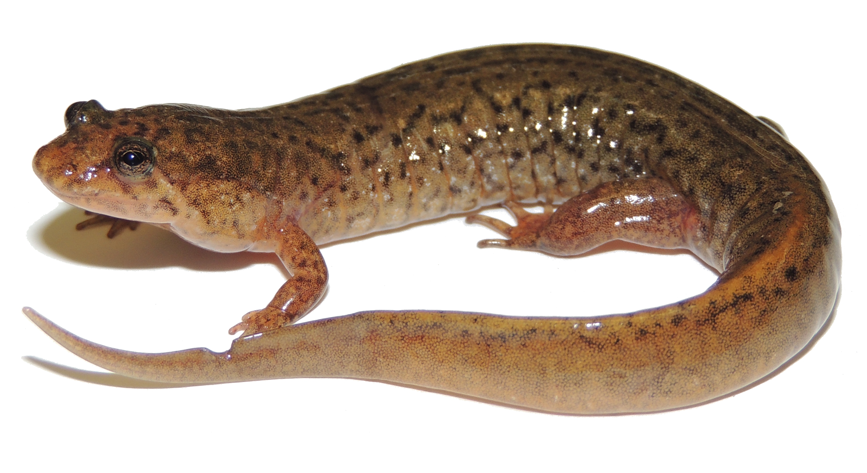 <p>Northern dusky salamander</p>