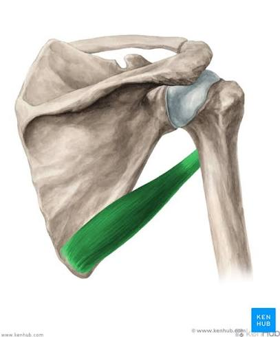 <p>Where does the Teres Major insert?</p>