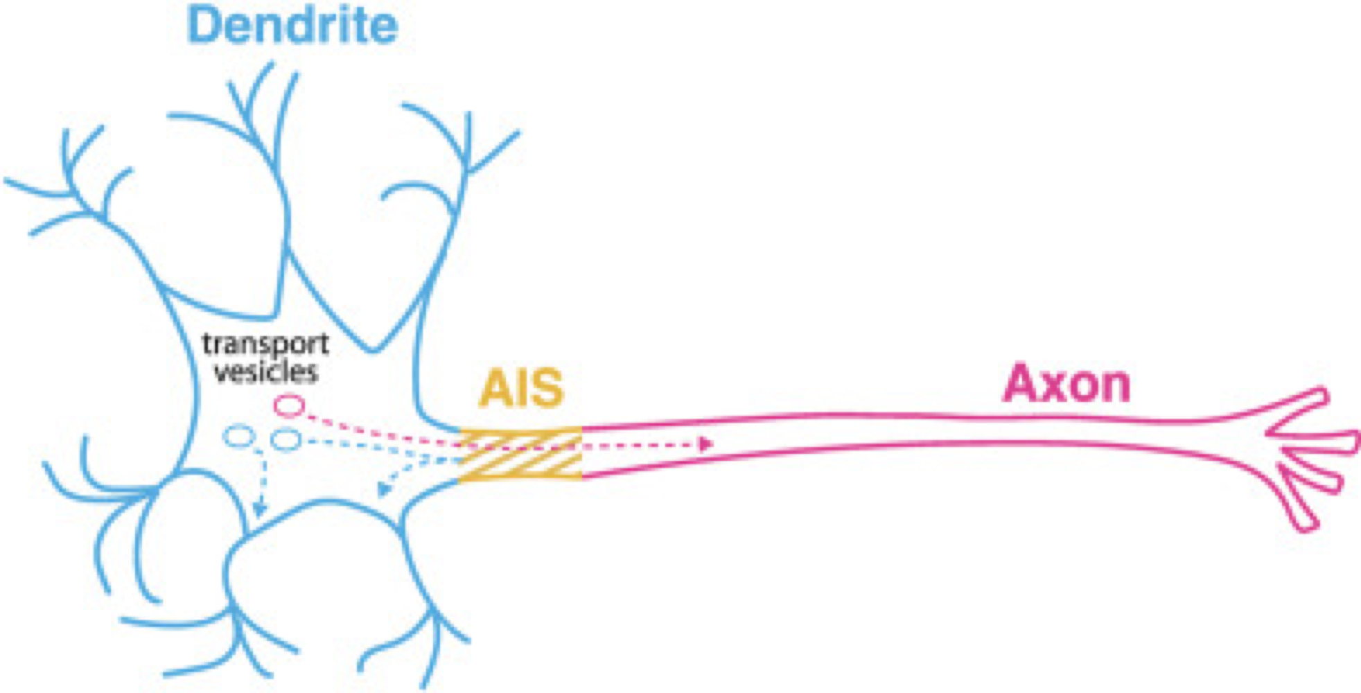 <p>distribution des canaux Nav sur le neurone</p>