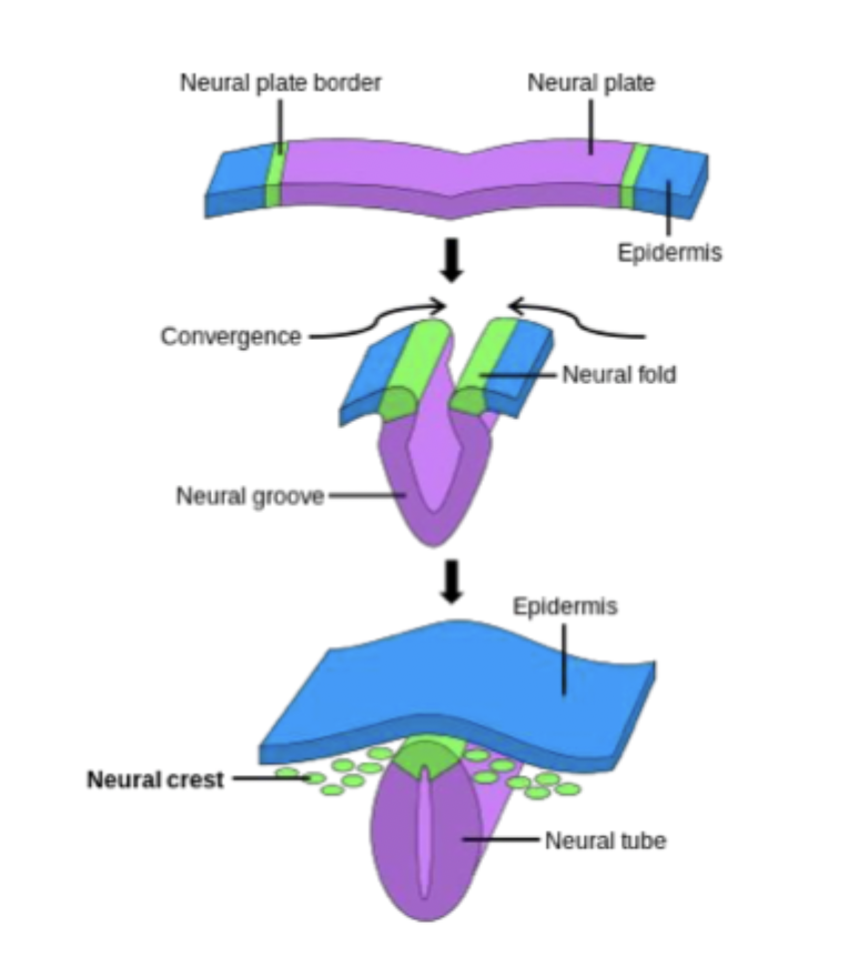 <p>Neural crest cells are ectoderm-derived cells that originate at the neural plate-surface ectoderm border. When the neural tube closes, these cells delaminate and migrate along defined pathways. </p><p>Give rise to:</p><ul><li><p>Dorsal root ganglia. </p></li><li><p>Enteric ganglia. </p></li><li><p>Schwann cells. </p></li><li><p>Melanocytes. </p></li><li><p>Sympathetic and parasympathetic ganglia. </p></li><li><p>Dentine</p></li></ul><p></p>