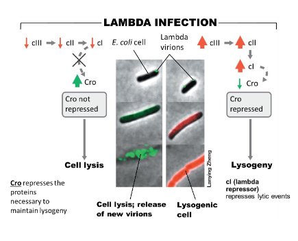 <ul><li><p><strong>Cl protein (lambda repressor): </strong>causes repression of lambda lytic events </p></li><li><p><strong>Cro repressor: </strong>represses lambda<strong> cII </strong>and <strong>cIII</strong> proteins required for lysogeny, thus controls activation of lytic events </p></li></ul><p></p>