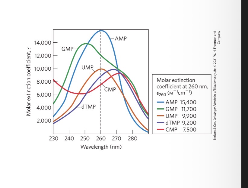 <p><span>all nucleotide bases absorb UV light</span></p><p></p><p><span>strong absorption near 260 nm</span></p>