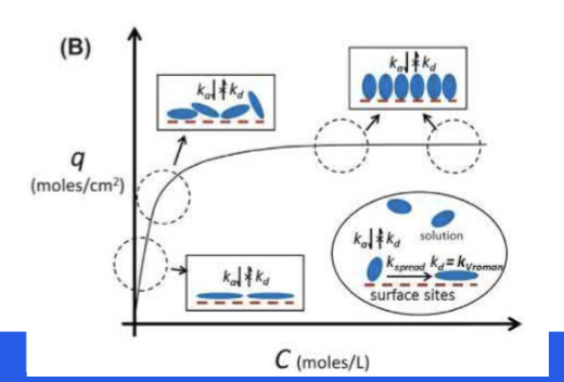<ul><li><p>Space occupied per protein molecule in a close-packed</p></li></ul><p> layer varies depending on the adsorption conditions</p><p>Low Conc.: given time to spread molecularly and proteins tend to be tightly bound</p><p>High Conc.: sites fill rapidly with proteins, so spread is inhibited, resulting in looser and higher concentrations of proteins. </p><p></p>