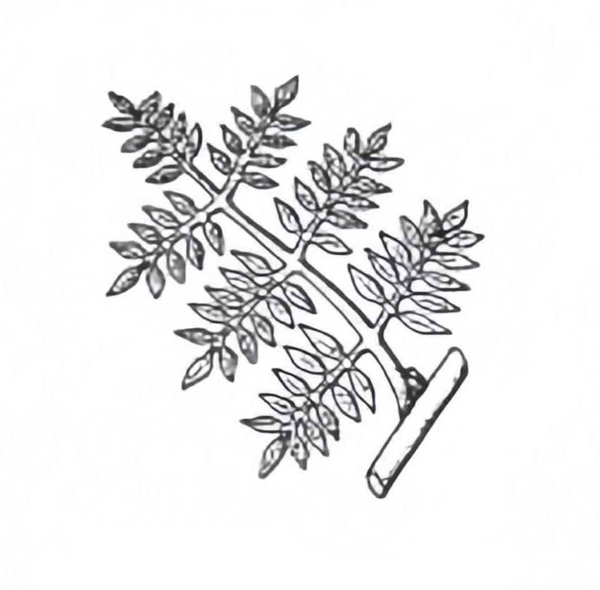 <p>Bipinnately Compound</p>