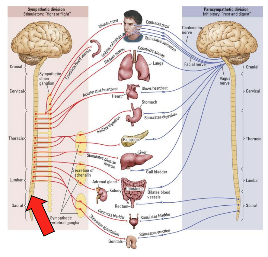<ul><li><p>The <strong>ANS </strong>is involved in automatic, involuntary changes in organ function</p></li><li><p>The ANS has <span style="color: red;"><strong>sympathetic </strong></span>and <span style="color: blue;"><strong>parasympathetic </strong></span>divisions (SNS + PNS)</p></li><li><p>SNS = “fight or flight”]</p><ul><li><p>often NA signal is major NT </p></li></ul></li><li><p>PNS = “rest and digest”</p></li></ul><div data-type="horizontalRule"><hr></div><ul><li><p>PNS component where we find these cells → part of sympathetic division (LHS)</p><ul><li><p>recall PNS = everything not at the midline + not encased in bone, so NS in contact w organs → in some fibers in sympathetic division, NA signaling happens </p></li></ul></li></ul><p></p>