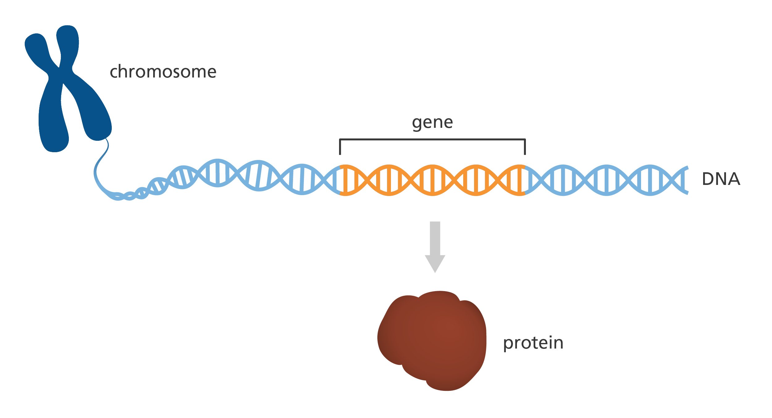<p>A segment of DNA that has the information (the code) for a protein or RNA.</p>