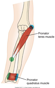 <p>prontator teres </p>