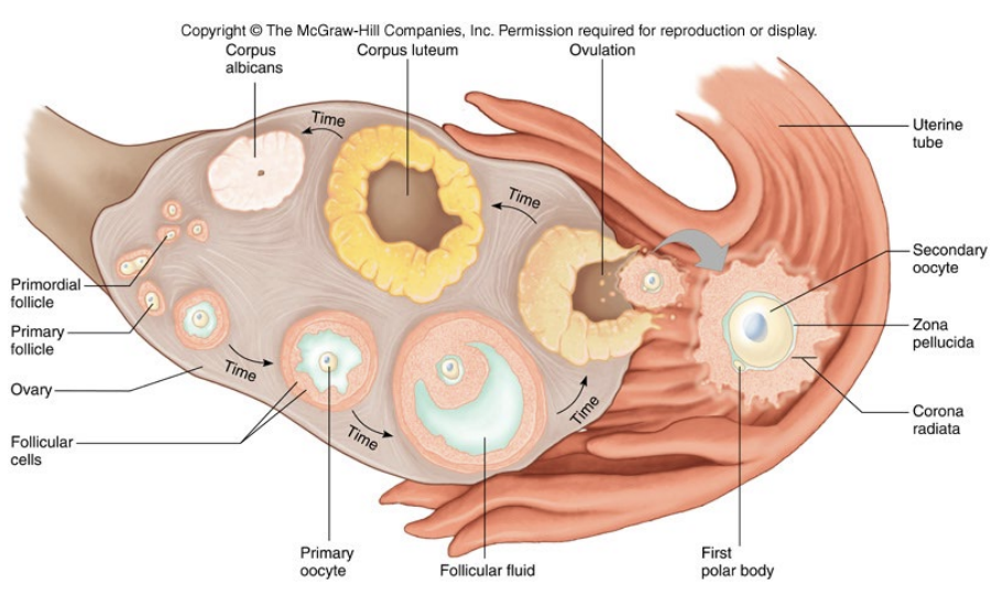 <p>Ovary has TWO related endocrine units</p><ul><li><p>Estrogen-secreting follicle during the first half of the cycle </p><ul><li><p>Follicular Phase</p></li></ul></li><li><p>Corpus luteum which secretes both progesterone and estrogen during the second half of the cycle</p><ul><li><p>Luteal Phase</p></li></ul></li></ul><p></p>