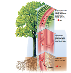<p>Water evaporates from the leaves, creating a negative pressure (tension) that pulls a cohesive column of water upward through the xylem from roots to leaves.</p>