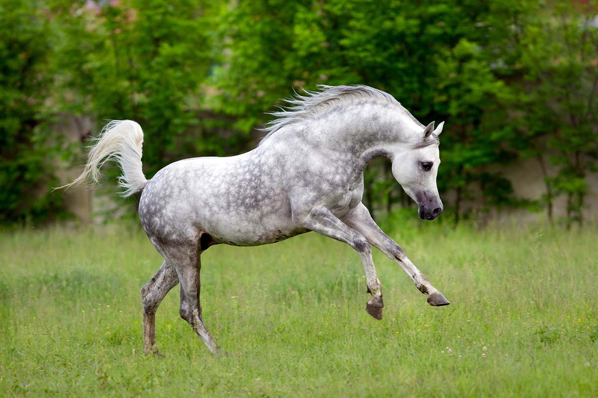 <p>Which horse breed is this?</p><p>Hint: Look at the head shape.</p>