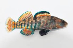 <p>Etheostoma caeruleum</p>