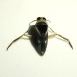 <p>Identify the insect and order</p>