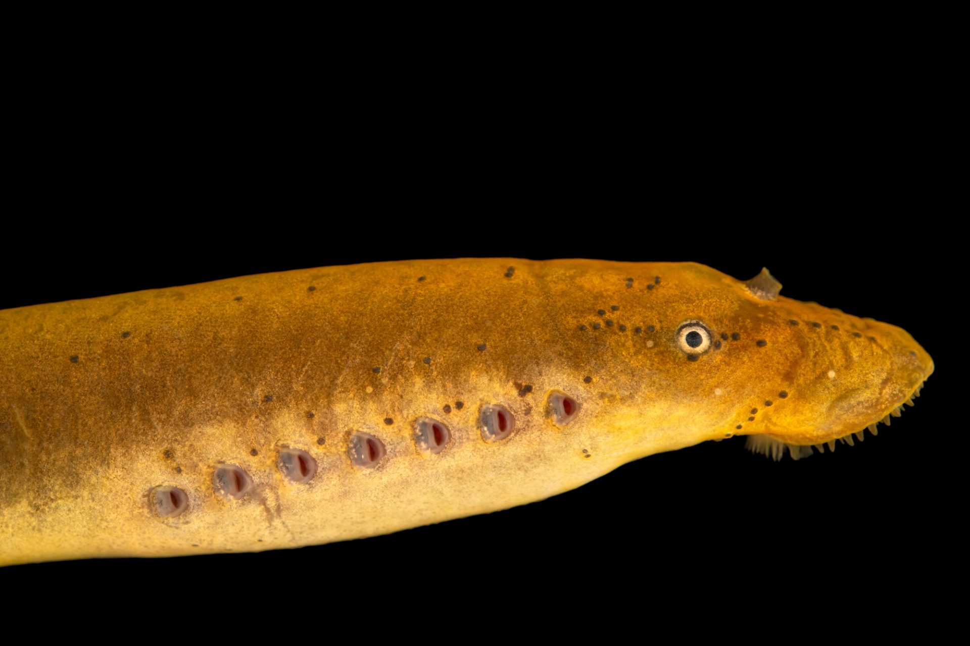 <p>mountain creeks; non-parasitic</p>