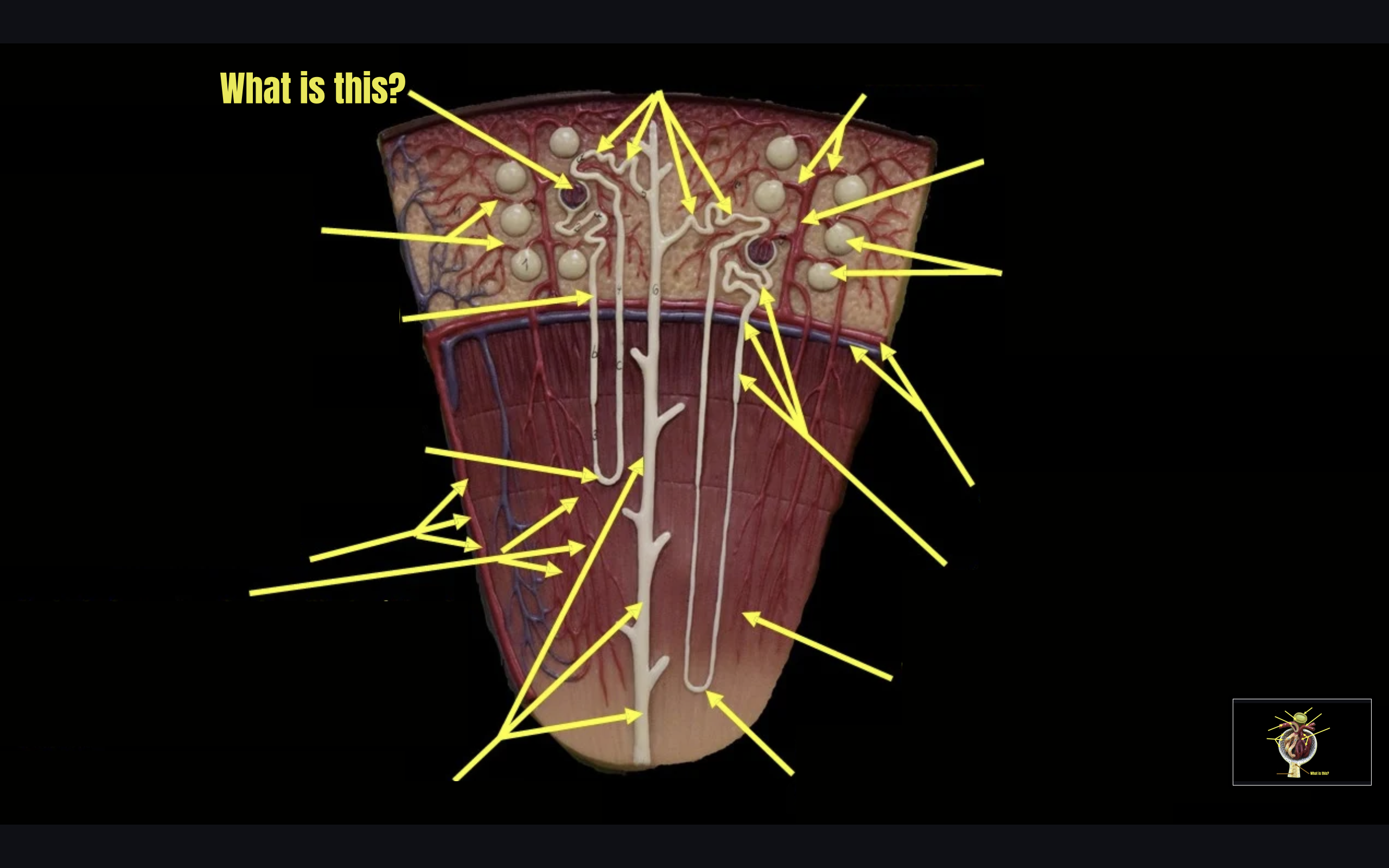 term image