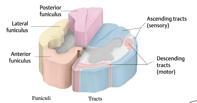 <p>What are the two ascending tracts?</p>