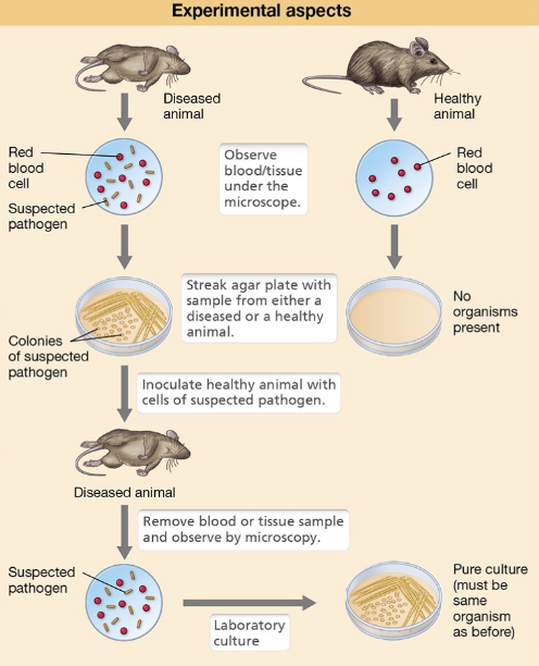 <ol><li><p>The suspected pathogen must be consistently associated with diseased individuals, and not healthy ones</p></li><li><p>The organism must be isolated from the diseased hist and grown in a pure culture</p></li><li><p>The cultured organism should reproduce the same disease when introduced into a healthy, susceptible host</p></li><li><p>The same organism must be re-isolated from the newly diseased host and shown to be identical to the original pathogen</p></li></ol><p></p>