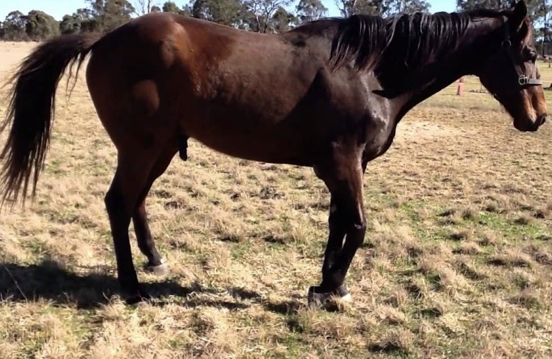 <p>What is wrong with this horse</p>