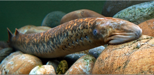 <p>Phylum<br>Subphylum<br>Class</p>