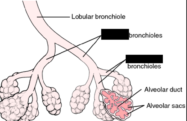 <p><span style="background-color: transparent;">Bronchioles divide to form _____ bronchioles, which divide to form ________ bronchioles that connect with alveolar ducts. The alveolar ducts give rise to form alveoli.</span></p>