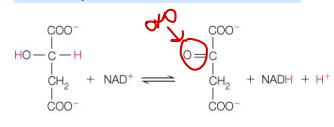 <p>This TCA cycle reaction shows conversion of</p>