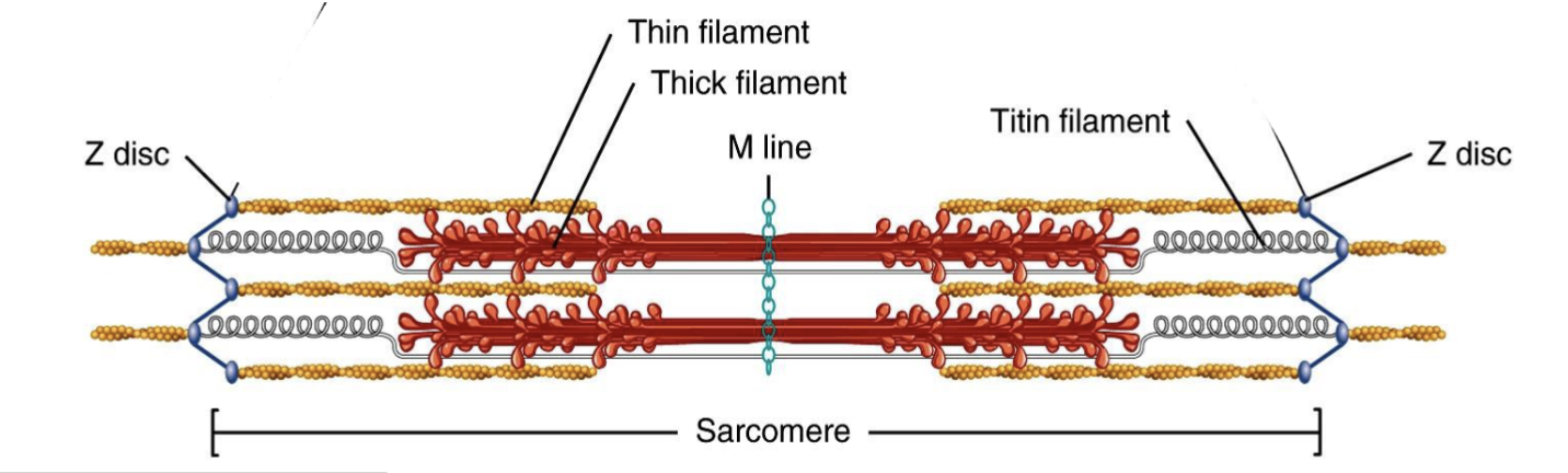 <p><strong>Myofibrils</strong> → cylindrical bundles of thick + thin filaments within muscle fibers</p><p><strong>Sarcomere</strong> → functional/contractile unit of muscle; extends <strong>Z-line → Z-line</strong></p><p><strong>Z-line</strong> → defines sarcomere boundaries; anchors <strong>thin filaments</strong></p><p><strong>Titin</strong> → connects <strong>myosin (thick filament) → Z-line</strong></p><p><strong>Cross-bridges</strong> → globular <strong>myosin heads</strong> that project toward/bind thin filaments</p><p><strong>Thick filament</strong> → <strong>myosin</strong></p><ul><li><p>2 heavy chains + 4 light chains</p></li></ul><p><strong>Thin filament</strong> → <strong>actin + tropomyosin + troponin</strong></p><p><strong>High-yield:</strong><br>Thick = myosin<br>Thin = actin + tropomyosin + troponin</p>