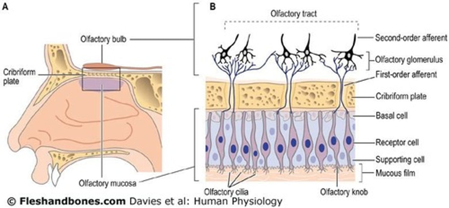 <p>The olfactory bulb receives afferents from olfactory neurons and processes olfactory information.</p>