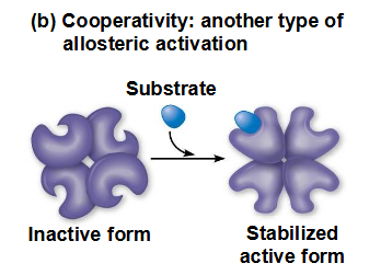 <p>Coöperativiteit is een vorm van allosterische regulatie die de enzymactiviteit kan versterken</p><p><span data-name="black_small_square" data-type="emoji">▪</span> Eén substraatmolecuul zorgt ervoor dat een enzym gemakkelijker op andere substraatmoleculen inwerkt</p><p><span data-name="black_small_square" data-type="emoji">▪</span> Coöperativiteit is allosterisch omdat de binding van een substraat aan één actieve plaats de katalyse in een andere actieve plaats beïnvloedt</p>